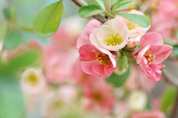 ピンク色のボケの花