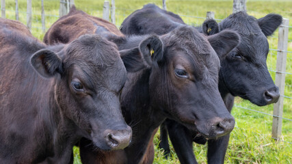 Young animal cow farmland