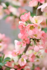 ピンク色のボケの花