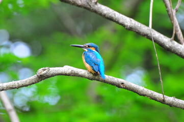 カワセミの休憩　Kingfisher break