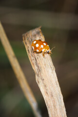 The twenty-spotted ladybird (lat. Sospita vigintiguttata‎), of the family Coccinellidae.