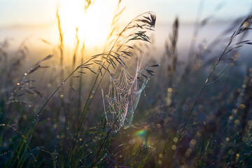 spider web at dawn
