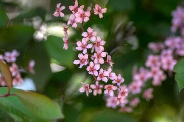 Prunus padus colorata pink flowering cultivar of bird cherry hackberry tree, hagberry mayday tree in bloom in sunlight
