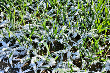 Champ de blé recouvert de neige au petit matin suite à une vague de froid brutale sur le Nord de la France. Gelées matinales