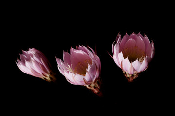 Echinopsis oxygona, el cactus de la flor maravillosa