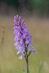Dactylorhiza fuchsii common spotted orchid flowers in bloom, beautiful purple white wild flowering plants on highlands meadow