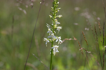 Platanthera bifolia white wild lesser butterfly-orchid flowers in bloom, beautiful meadow flowering orchids plants