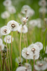 Fluffy dandelions on the lawn in the park. Amazing meadow with wildflowers. Beautiful rural landscape. Selective focus. Spring symbol.