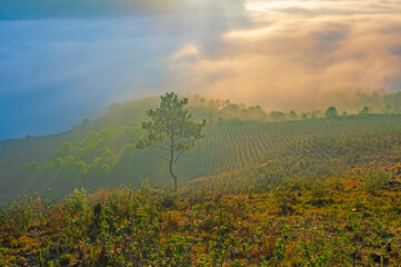 sunrise over the field