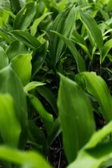 background of small green plants grass