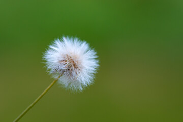 A dandelion flower in bloom