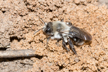 The grey-backed mining bee (lat. Andrena vaga), of the family Andrenidae.