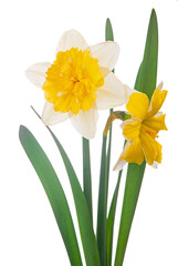 yellow daffodil bouquet isolated on a white background.