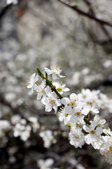 white spring blossoms on tree 