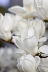 木蓮の花