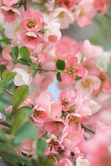 Fototapeta na wymiar ピンク色のボケの花