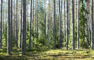 Pine tree  forest landscape. Forest therapy and stress relief.