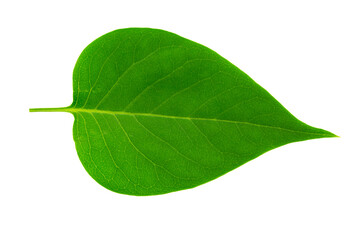 Green lilac leaf on white background. Full depth of field.