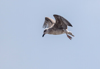 Seagull flies in the blue sky.
