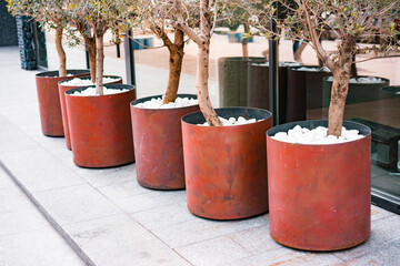 Cylinder rusty steel planter with trees and white stones stands near huge windows. Patio. Garden. Tree pot. Flowers-pot. Pots. Street. City. Sidewalk. Tree-pot. Outdoor. Urban. Flowerpot - obrazy, fototapety, plakaty