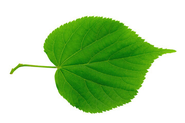 Green Linden leaf on white background. Full depth of field.