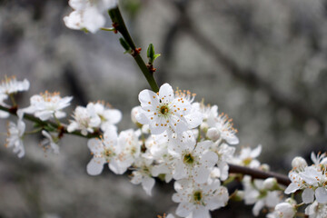 white spring blossoms on tree 