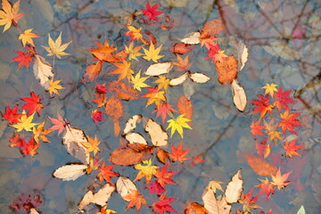 公園の池に落ちた紅葉と枯れ葉の風景10