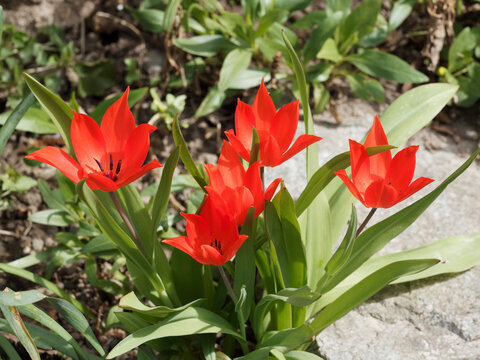 Tulipes botaniques sauvage 'Zwanenburg' ou tulipa 'Praestans' à floraison printanière rouges écarlates en forme de cloche dans un feuillage lancéolé bleuté et gris-vert
