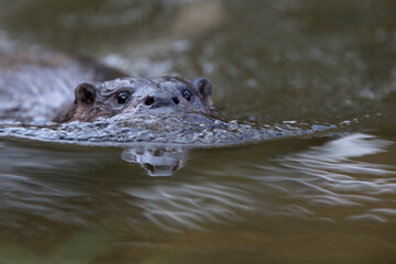 A wild female European Otter (Lutra lutra) swimming towards the cameraman in a river, Norfolk, UK.