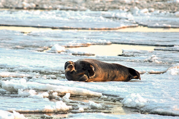 the seal is lying on the ice and resting basking in the sun
