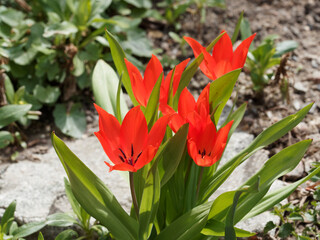 (Tulipa praestans) Tulipes botaniques sauvages 'Zwanenburg' à pétales rouge écarlate