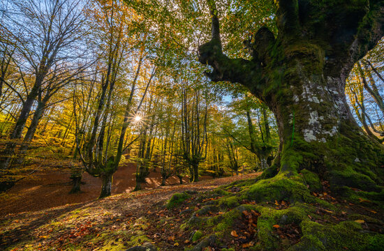 Otzarreta forest in Gorbea Natural Park. Bizkaia, Basque Country
