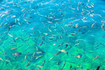 Fototapeta na wymiar Fish in the blue water of the sea as a background