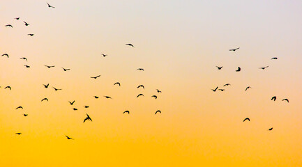 A flock of birds at dawn