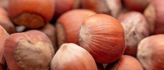 Close-up of fresh hazelnuts as background.