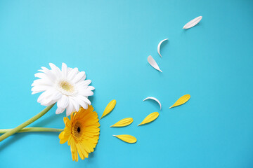 Flowers composition on blue background.  yellow and white daisies and petals. Spring, summer,...