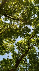 green leaves in the forest