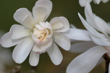 Closeup of white Magnolia flower in Spring season.