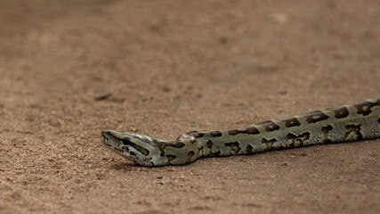 African rock python close up