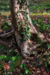 森の中で見つけた、蔦の絡まる樹