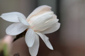 Fototapeta na wymiar Closeup of white Magnolia flower in Spring season.