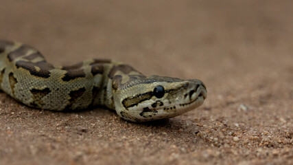 African rock python close up