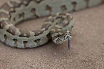 African  rock python ready to strike