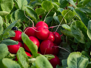 Close up Bunch of fresh radish with a bug on top in an organic farm