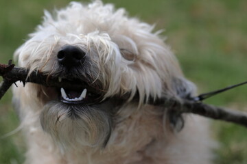 A soft Coated Wheaten Terrier