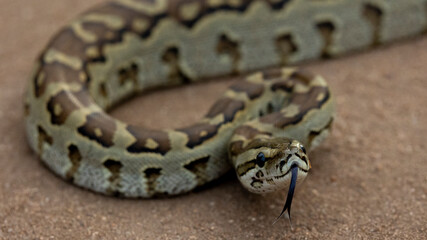 African  rock python ready to strike