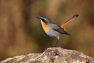 The Cape robin-chat (Cossypha caffra) sitting on the stone with brown background. A small mountain passerine from the Drakensberg.