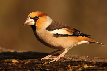 The hawfinch (Coccothraustes coccothraustes) sitting on the branch.Portrait of a very colorful European songbird with a brown background.