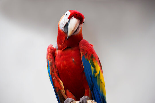 Red macaw parrot.
 The plumage is painted in bright red, the feathers above the tail and the lower part of the wings are blue, the beak is beautiful and massive with a curved shape.