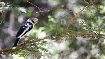 Fototapeta premium A white crested helmet shrike